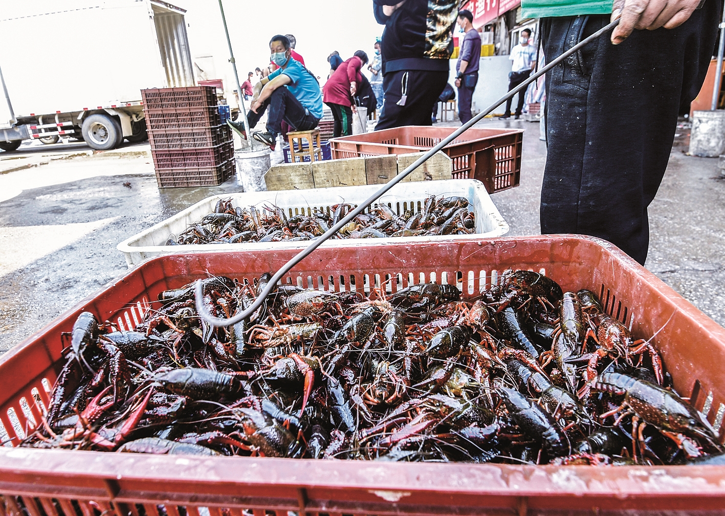 白沙洲小龙虾价格动态与市场分析